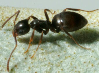 odorous ant