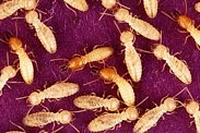 termites