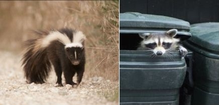 Rodent, Rat, Mouse, Vole, Squirrel, Raccoon and Wildlife Removal