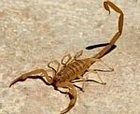 scorpion