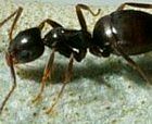 ant